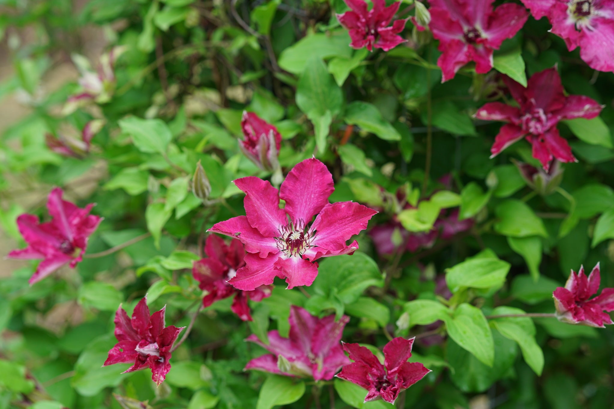 Viva Polonia Clematis | Red & White Large Flowering Vine | Nature
