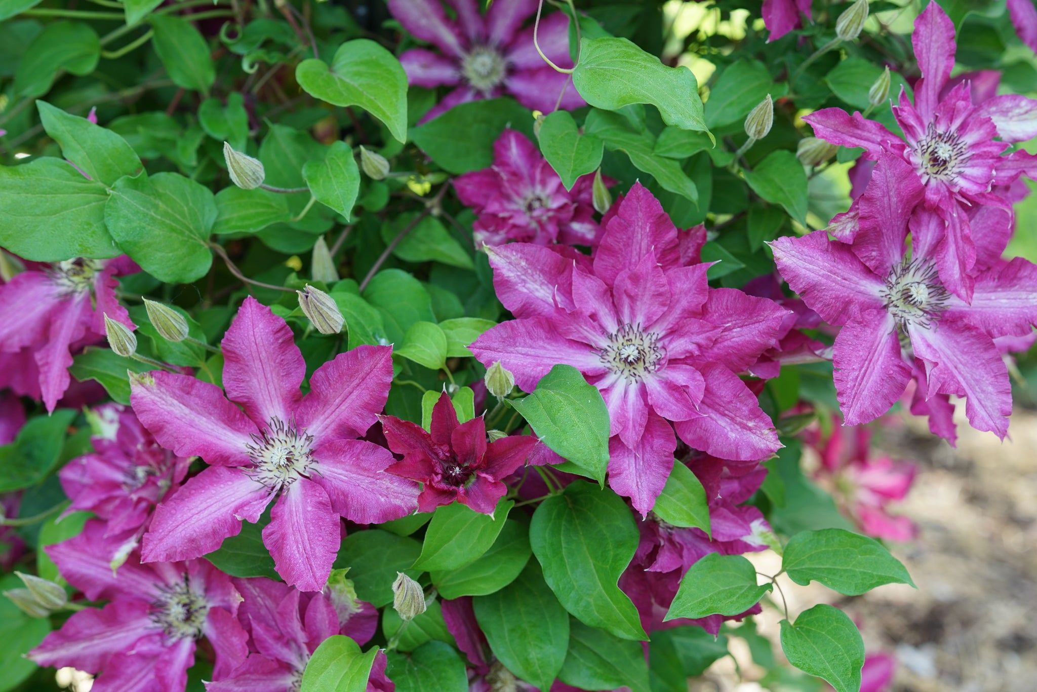 Viva Polonia Clematis | Red & White Large Flowering Vine | Nature