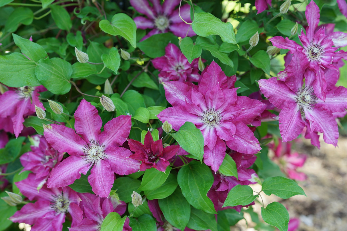 Viva Polonia Clematis