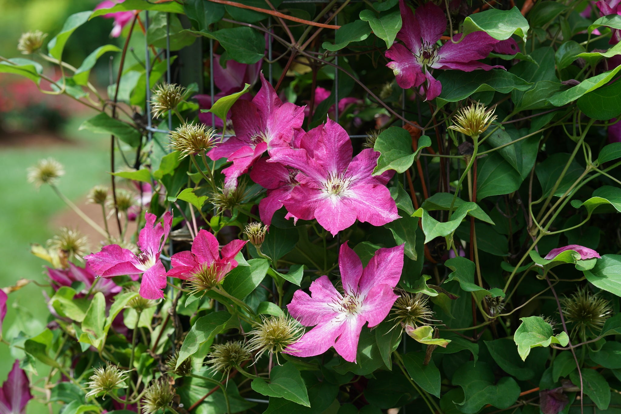 Proven Winners Viva Polonia Clematis - Thumbnail 3