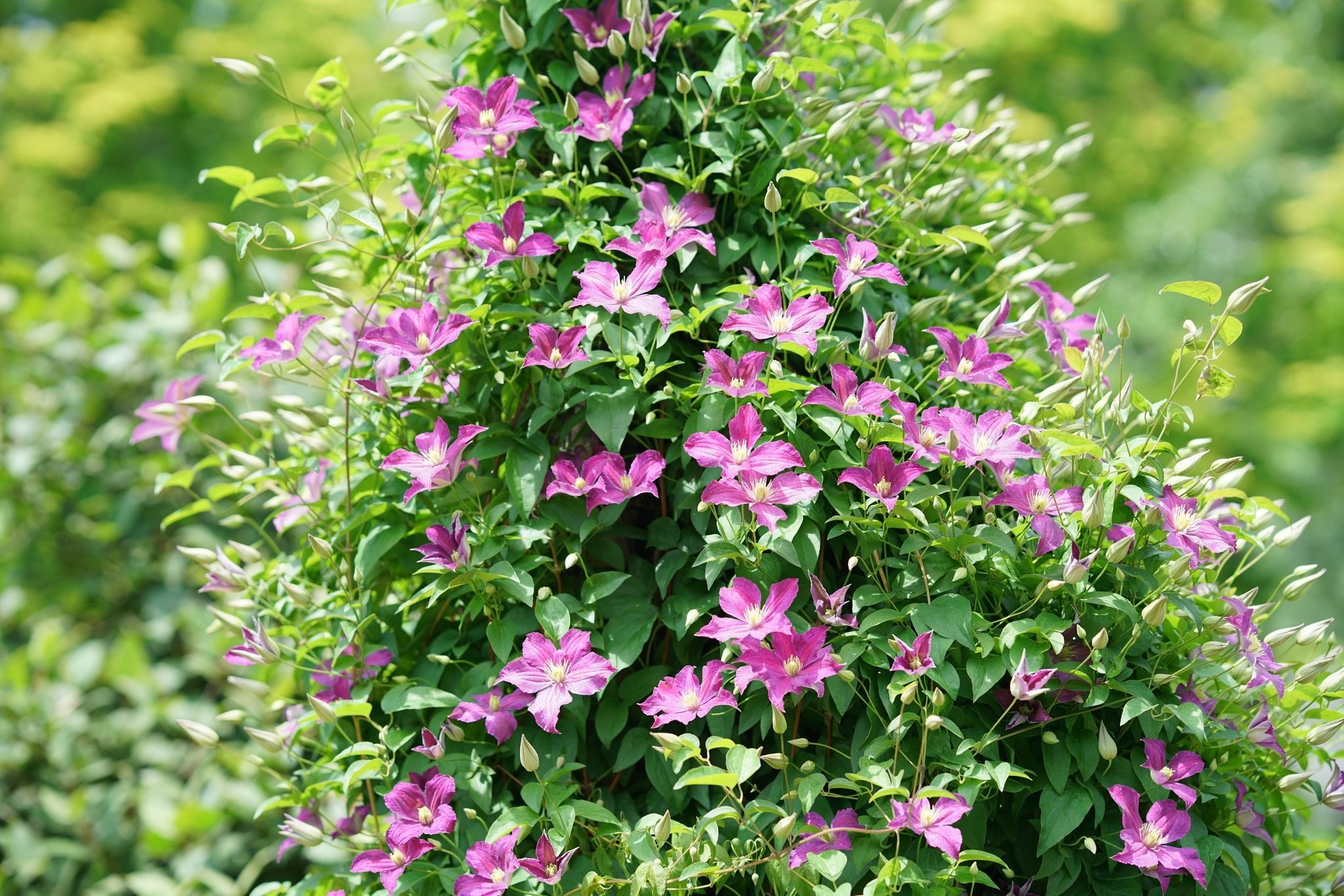 Viva Polonia Clematis | Vibrant Bicolor Blooms | Nature Hills