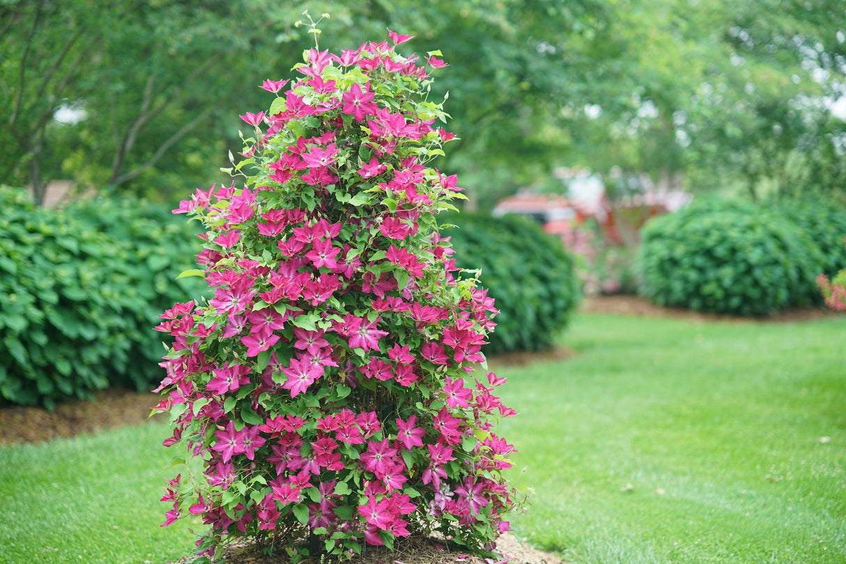 Viva Polonia Clematis