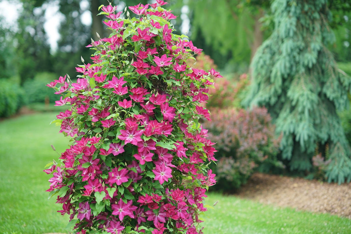 Viva Polonia Clematis