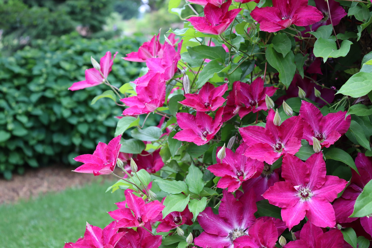 Viva Polonia Clematis