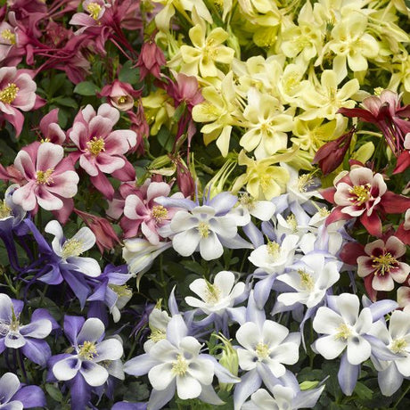 Columbine Kirigami™ Mix Blooms