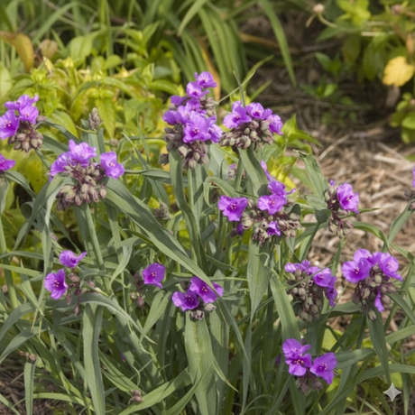 Purple Concord Grape Spiderwort flowers with green leaves in a natural setting