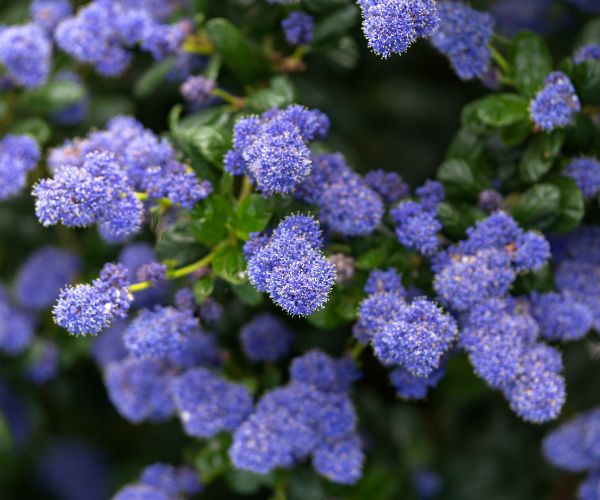 Cool Blue Variegated California Lilac Blooms