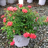 Bright coral-pink blooms cover the Coral Drift® Rose in a compact 19cm pot. Perfect for borders, containers, and groundcover. Disease-resistant and easy to grow—order yours from Nature Hills!
