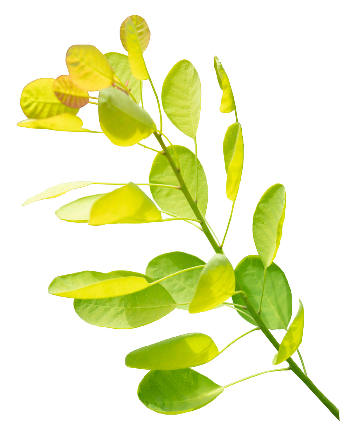 Winecraft Gold® Smokebush