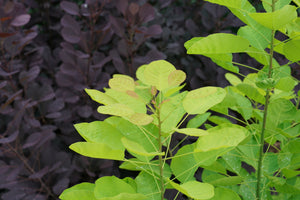 Winecraft Gold® Smokebush