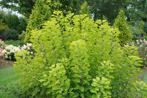 Winecraft Gold® Smokebush