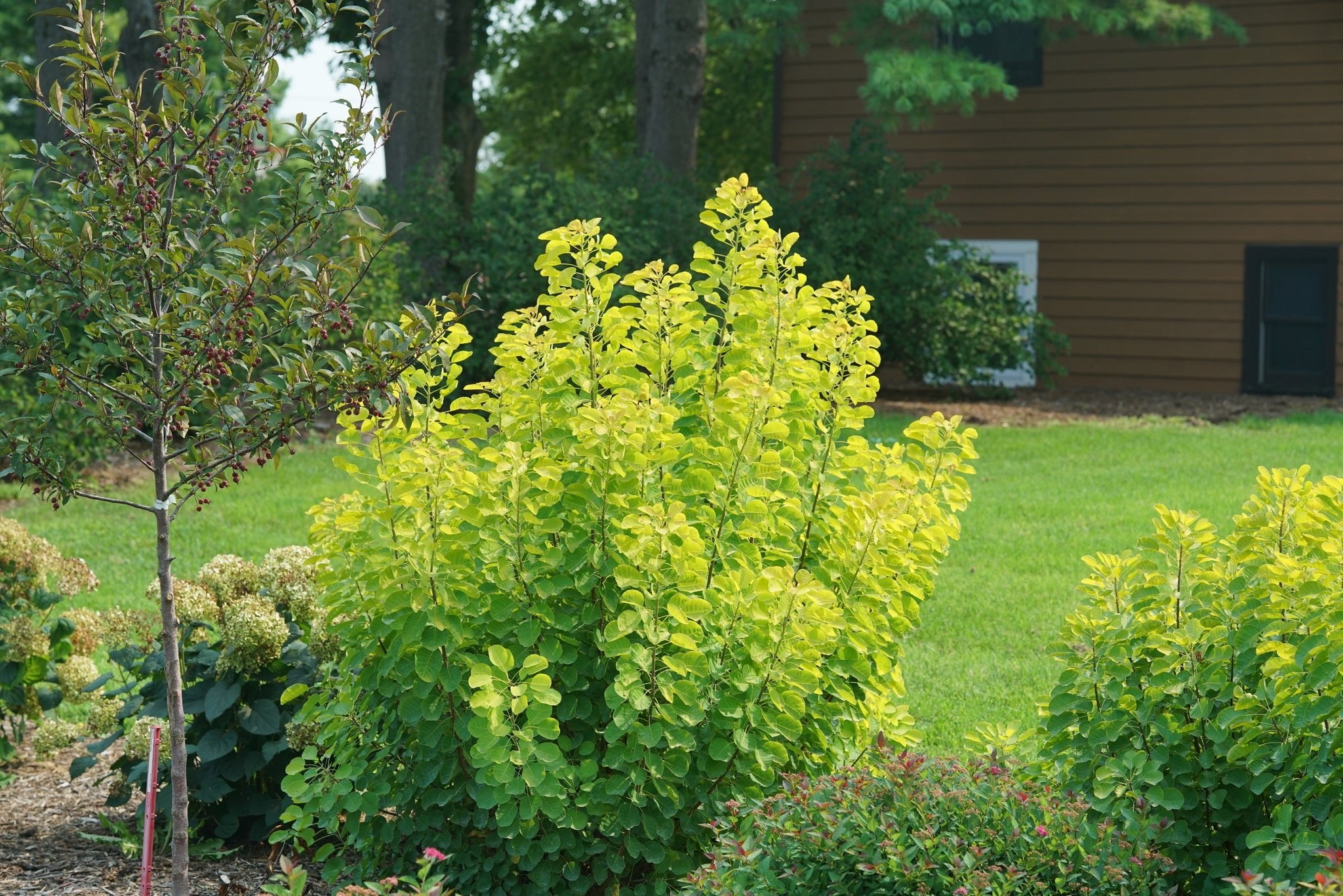 鞍葉ページ Winecraft Gold® Smokebush | Cotinus coggygria | Nature Hills Nursery
