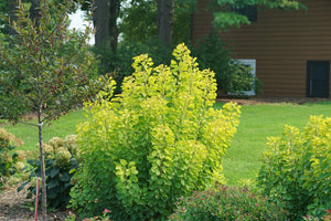 Winecraft Gold® Smokebush