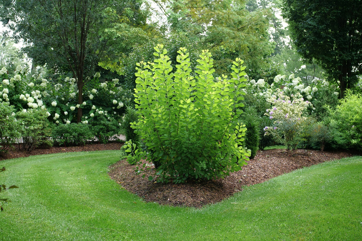 Winecraft Gold® Smokebush