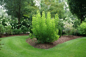 Winecraft Gold® Smokebush