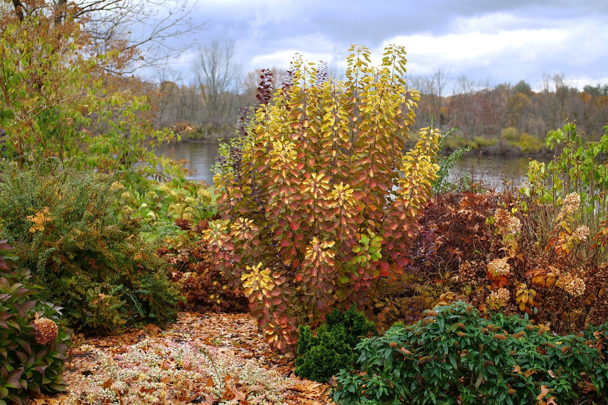 Winecraft Gold® Smokebush
