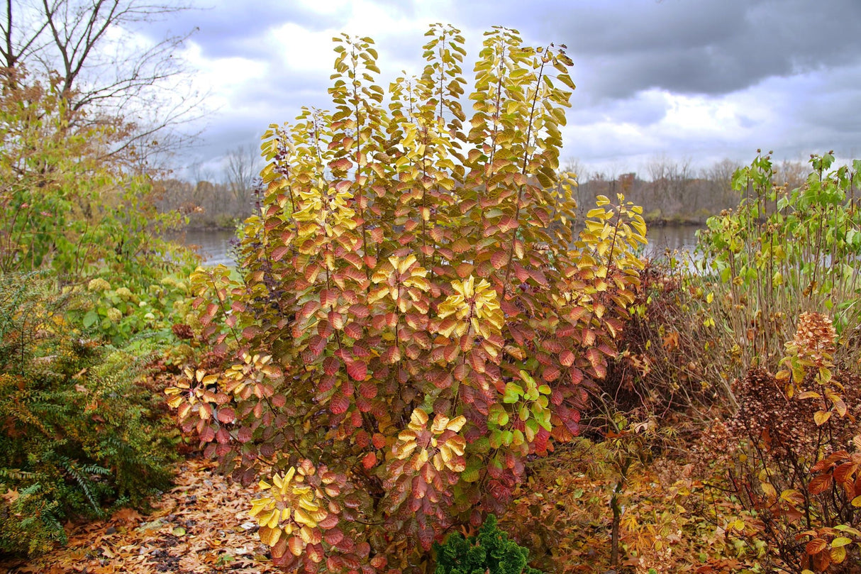 Winecraft Gold® Smokebush