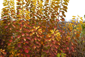 Winecraft Gold® Smokebush