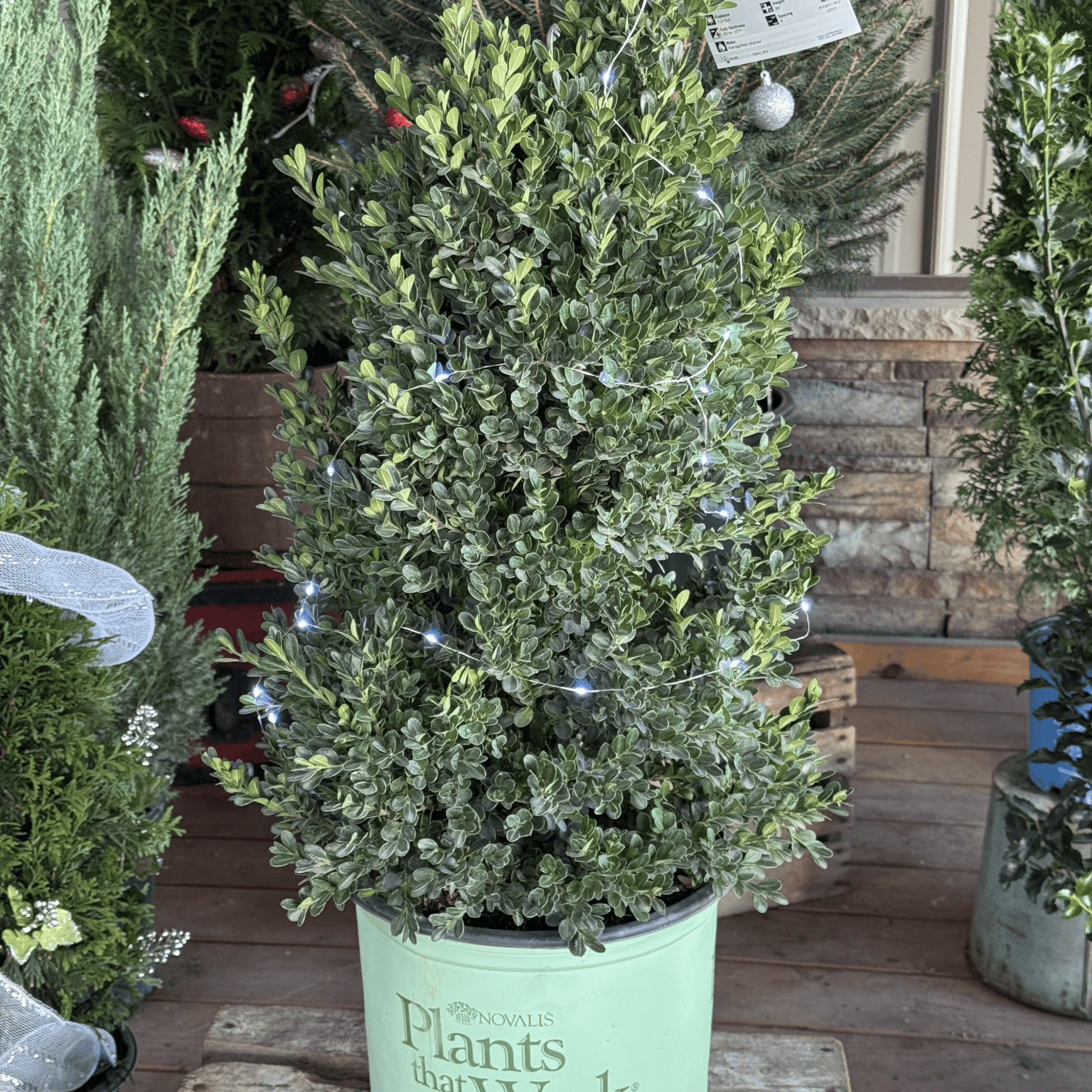 Add timeless elegance to your winter landscape with the Cranberry Creek Boxwood. Perfect for Christmas planters, wreaths, and year-round hedging. Hardy, lush, and beautifully green all season long.