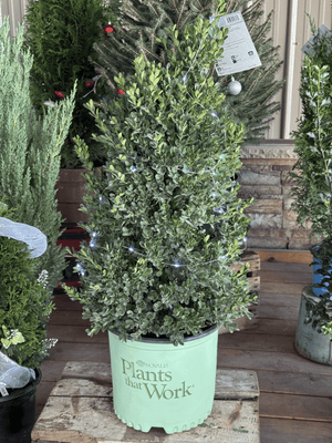 Add timeless elegance to your winter landscape with the Cranberry Creek Boxwood. Perfect for Christmas planters, wreaths, and year-round hedging. Hardy, lush, and beautifully green all season long.