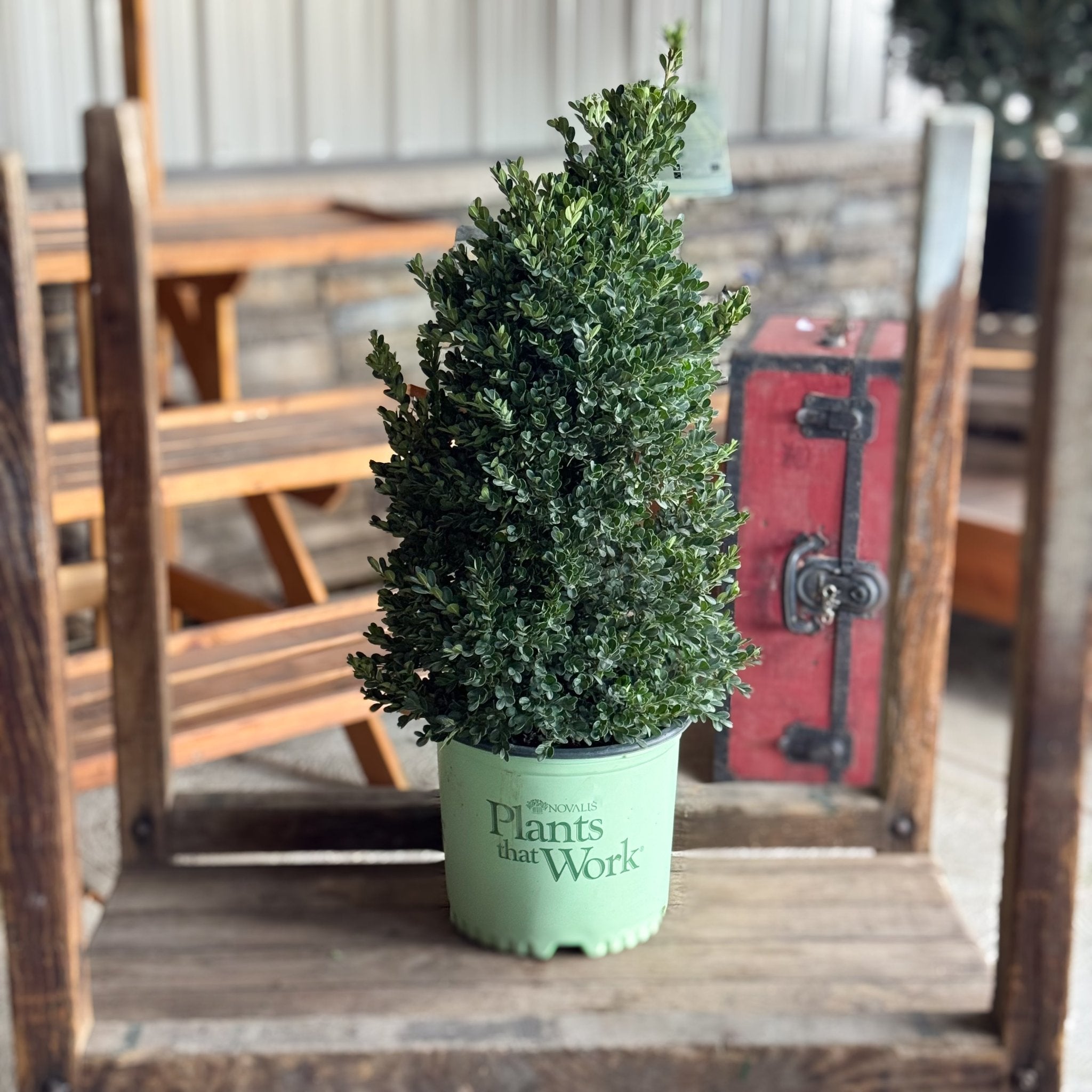 Cranberry Creek Boxwood | Buy at NatureHills.com