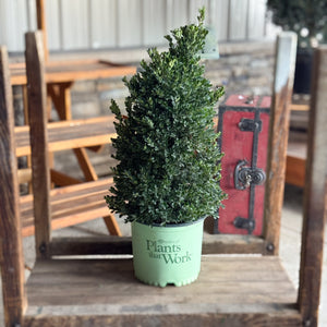 Add timeless elegance to your winter landscape with the Cranberry Creek Boxwood. Perfect for Christmas planters, wreaths, and year-round hedging. Hardy, lush, and beautifully green all season long.