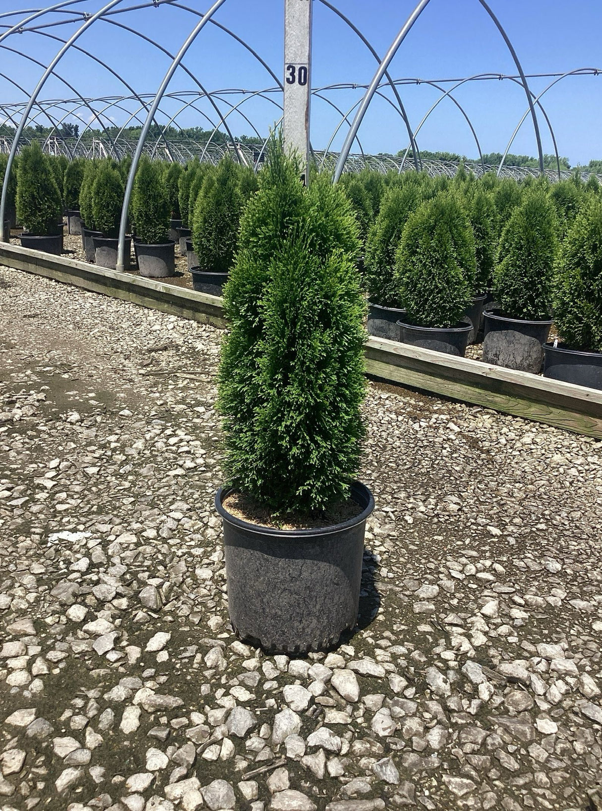 Emerald Petite™ Arborvitae