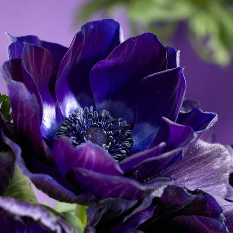 Darkest Blue Anemone close up