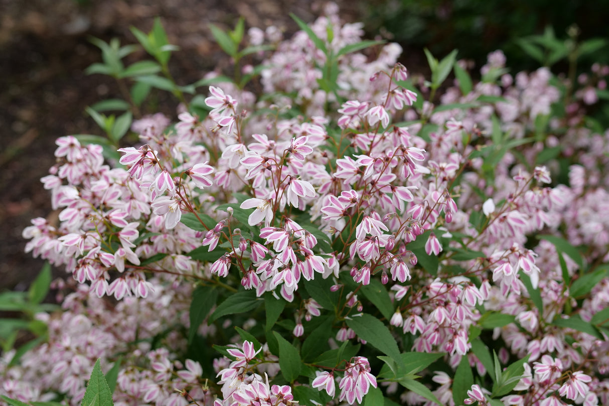 Yuki Kabuki™ Deutzia