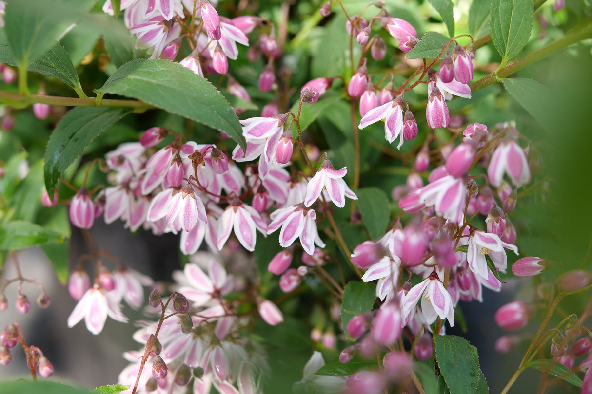 Yuki Kabuki™ Deutzia