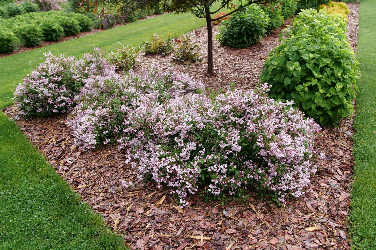 Yuki Kabuki™ Deutzia