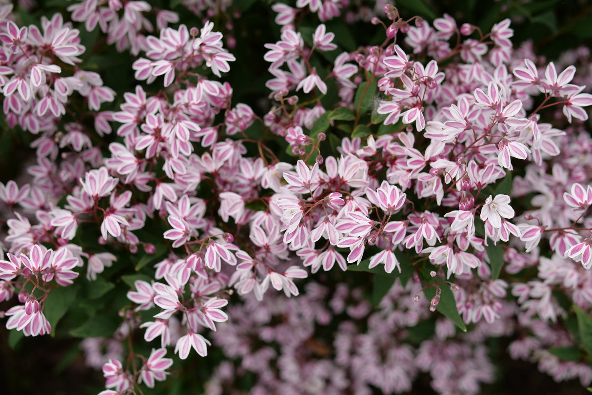 Yuki Kabuki™ Deutzia