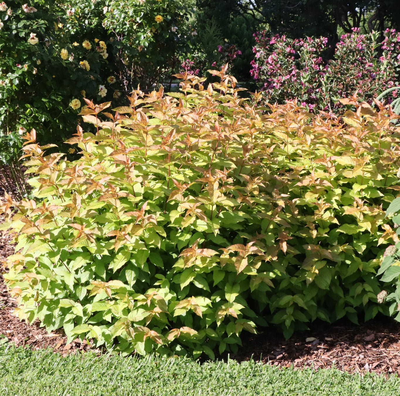 Kodiak Spiced™ Diervilla | Native Fall Color | Nature Hills