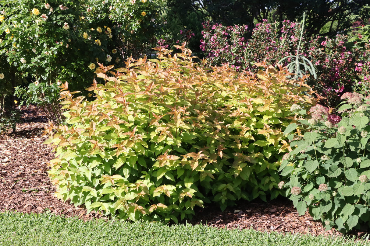 Kodiak Spiced™ Diervilla