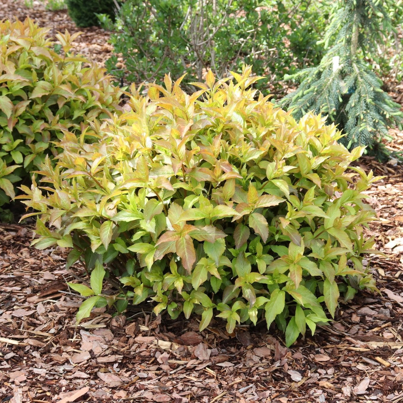 Kodiak Spiced™ Diervilla | Native Fall Color | Nature Hills