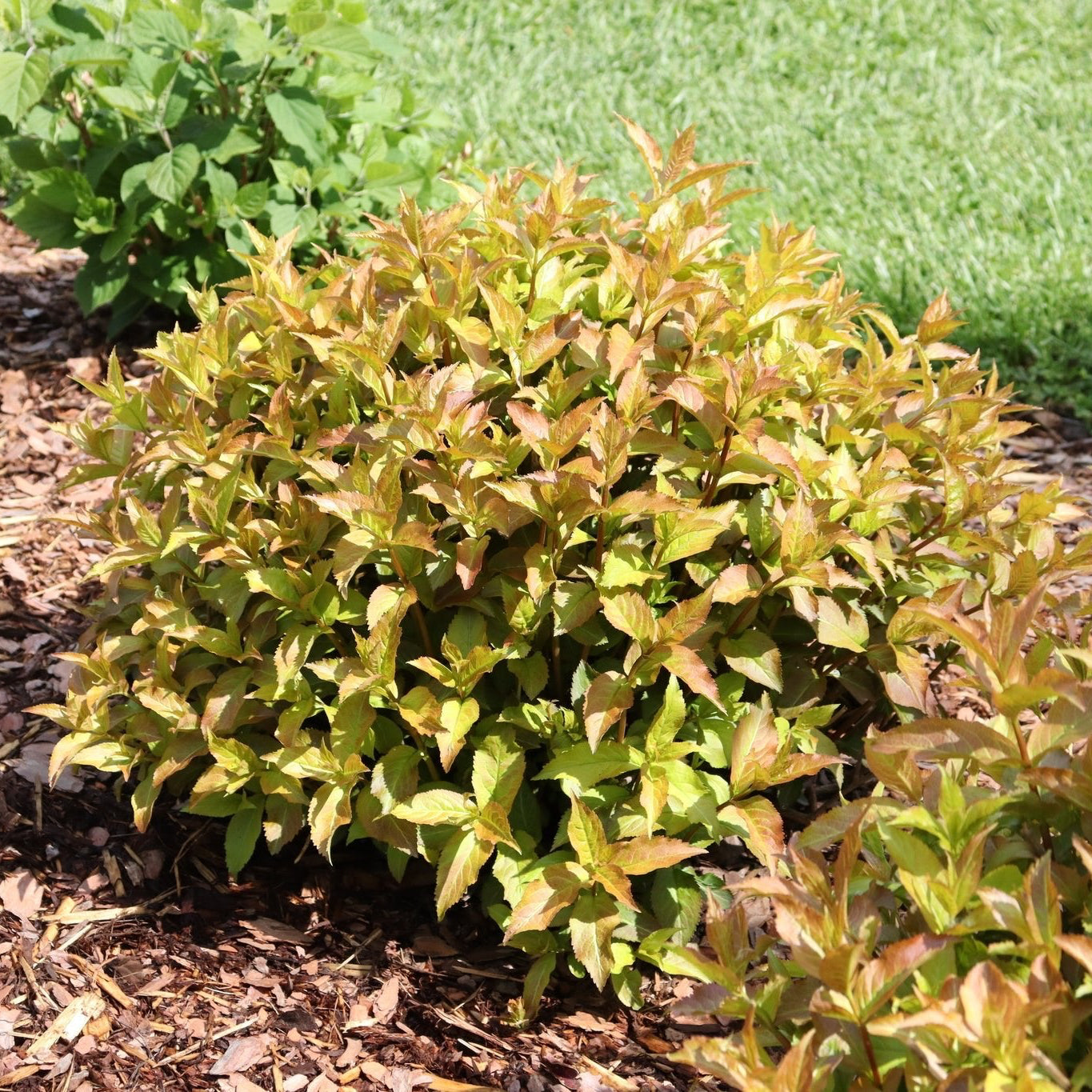 Kodiak Spiced™ Diervilla | Native Fall Color | Nature Hills