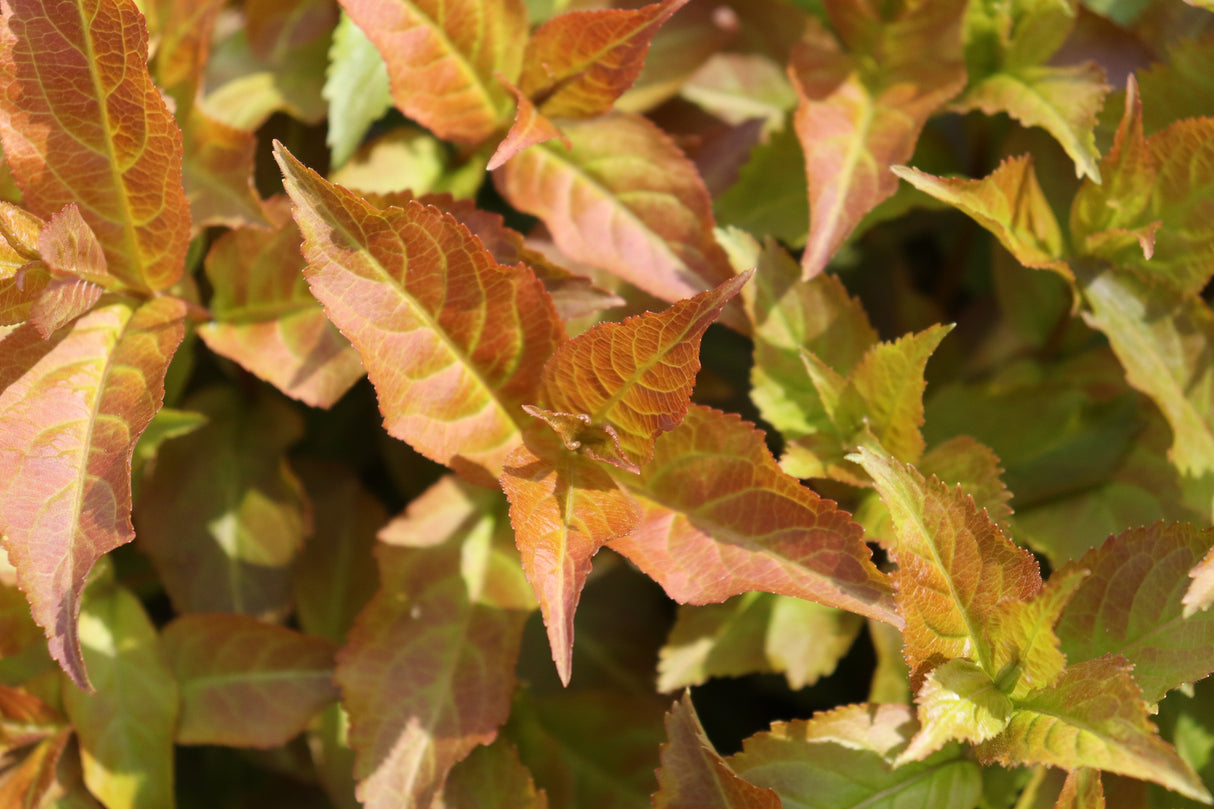 Kodiak Spiced™ Diervilla