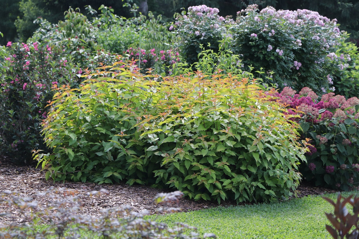 Kodiak Spiced™ Diervilla