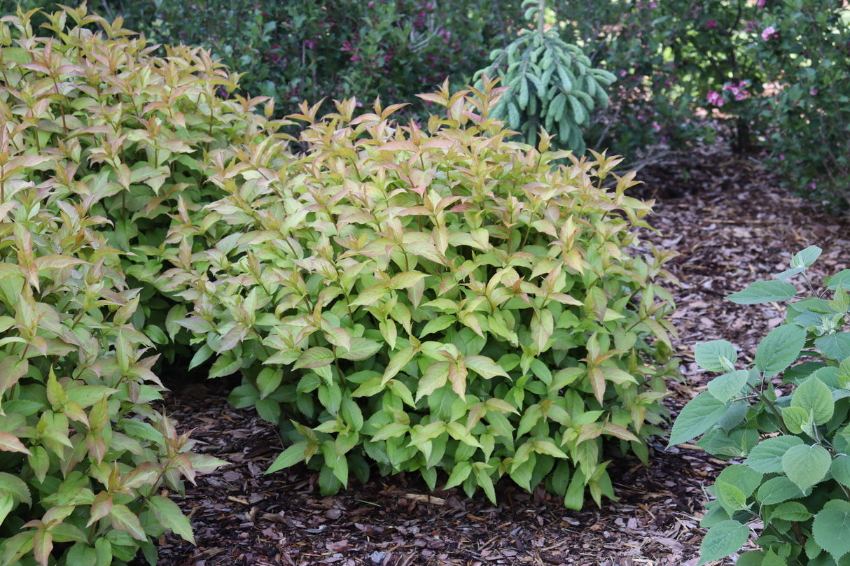 Kodiak Spiced™ Diervilla