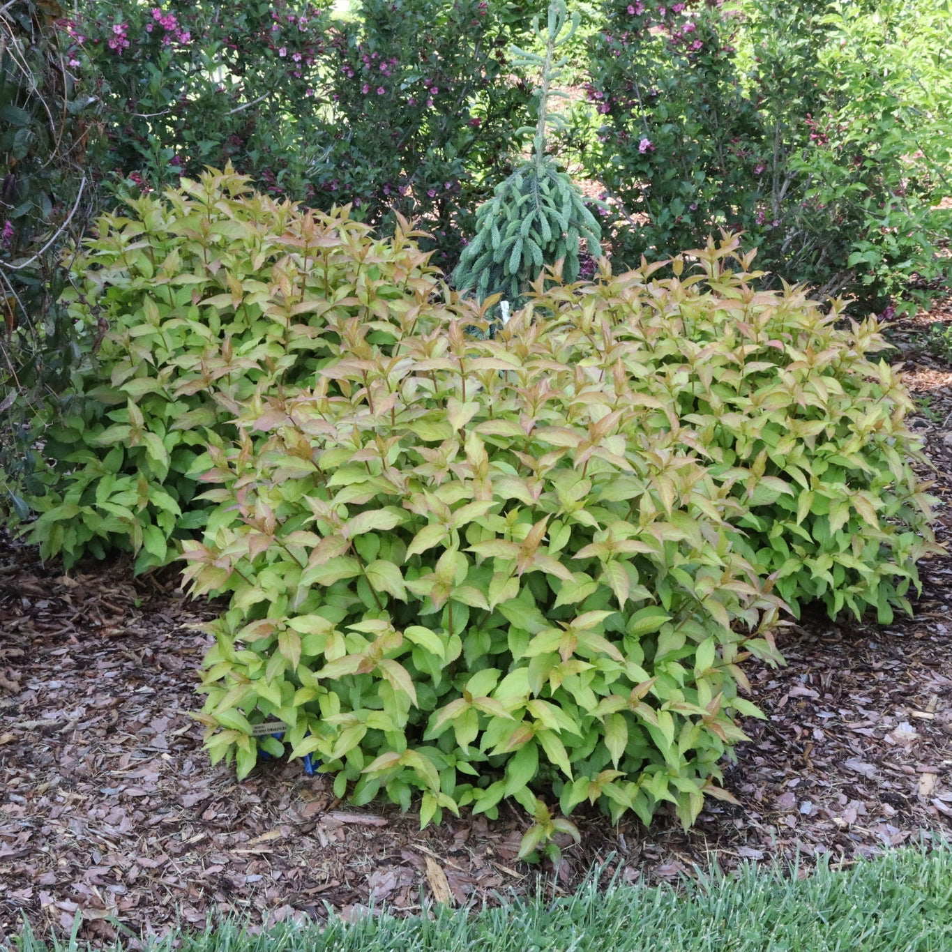 Kodiak Spiced™ Diervilla | Native Fall Color | Nature Hills