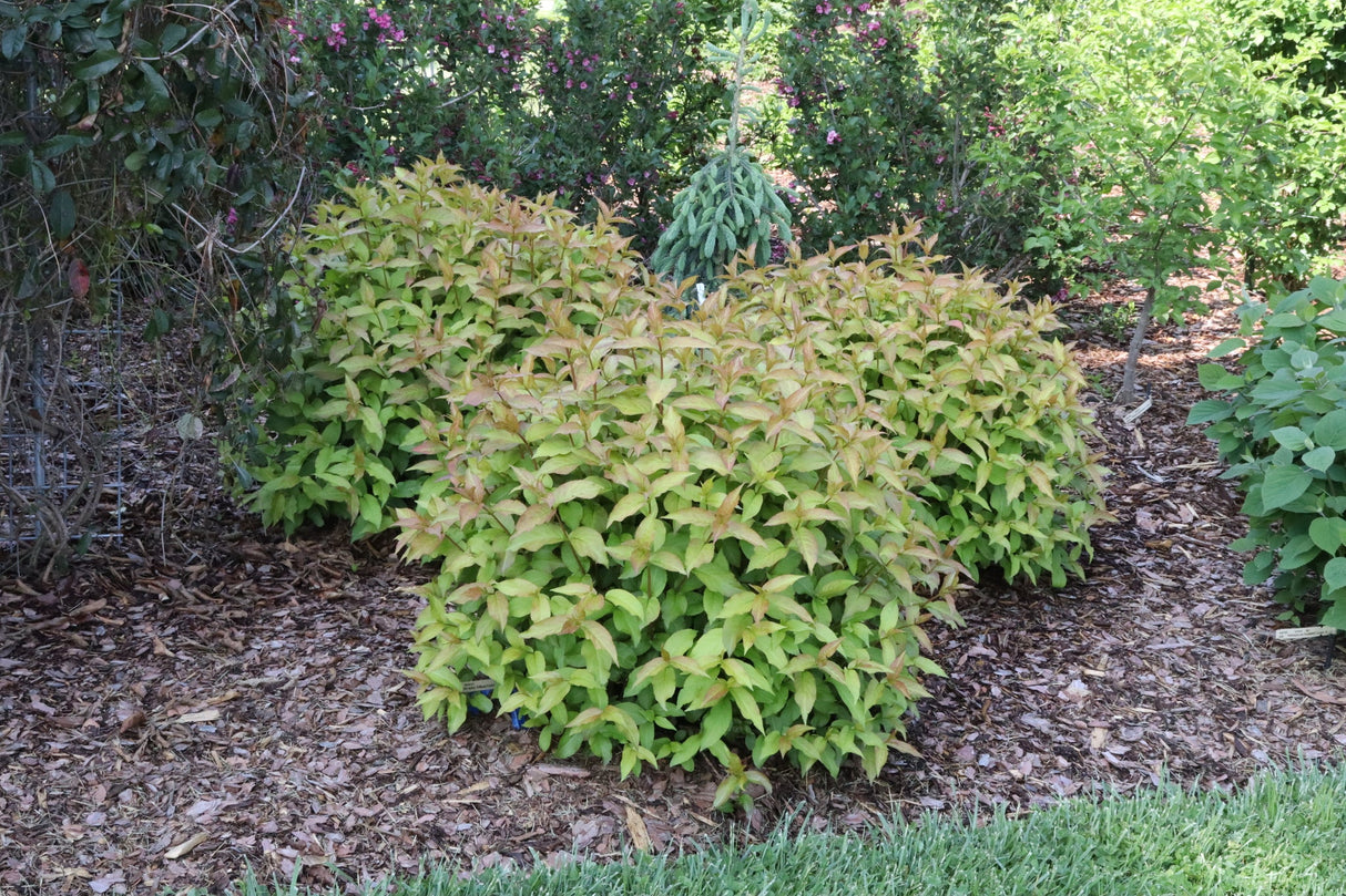 Kodiak Spiced™ Diervilla