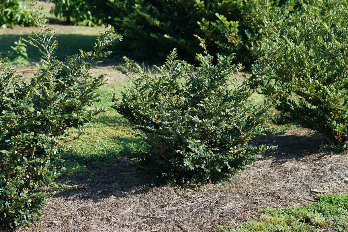 Buckhead™ Bold Distylium