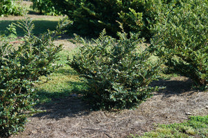 Buckhead™ Bold Distylium