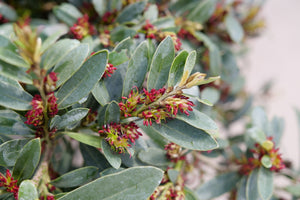 Buckhead™ Bold Distylium