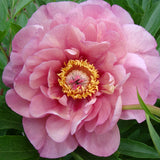 Garden Candy™ Double Bubble Pink™ Itoh Peony