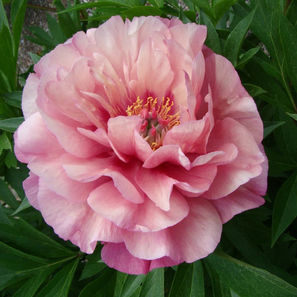 Garden Candy™ Double Bubble Pink™ Itoh Peony