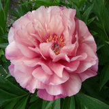 Garden Candy™ Double Bubble Pink™ Itoh Peony