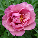 Garden Candy™ Double Bubble Pink™ Itoh Peony