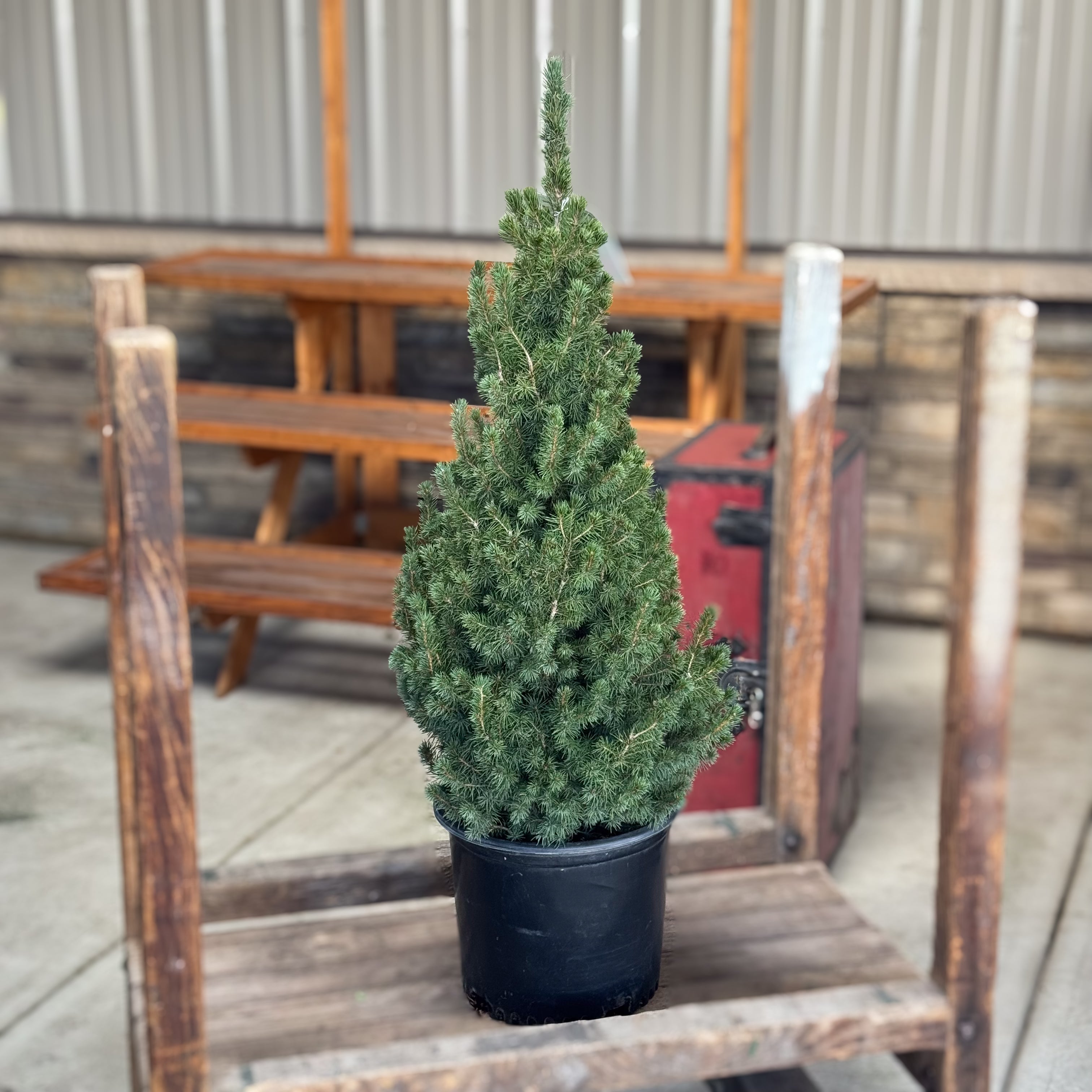 Compact, cone-shaped, and evergreen — the Dwarf Alberta Spruce is ideal for decorating entryways or tabletops during Christmas. Hardy, slow-growing, and beautifully dense all year long.