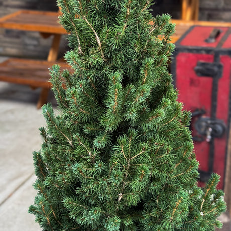 Compact, cone-shaped, and evergreen — the Dwarf Alberta Spruce is ideal for decorating entryways or tabletops during Christmas. Hardy, slow-growing, and beautifully dense all year long.
